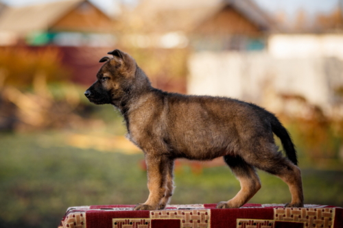 T45A7202