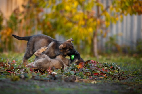T45A7461