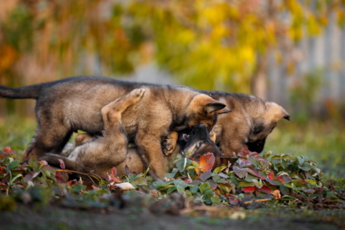 T45A7470